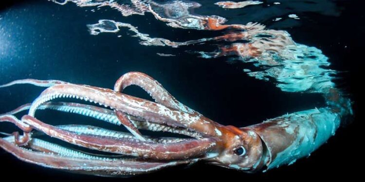 Misteri Populasi Cumi-cumi: Jauh Lebih Besar dari Dugaan?