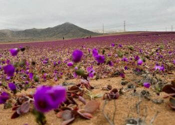Gurun Atacama Berubah Menjadi Lautan Bunga yang Menakjubkan