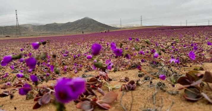 Gurun Atacama Berubah Menjadi Lautan Bunga yang Menakjubkan