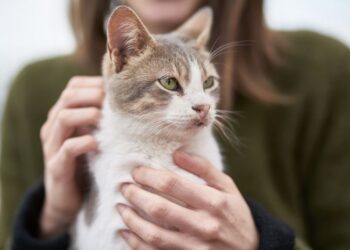 Jawaban Ilmiah di Balik Kebiasaan Kucing Suka Dielus