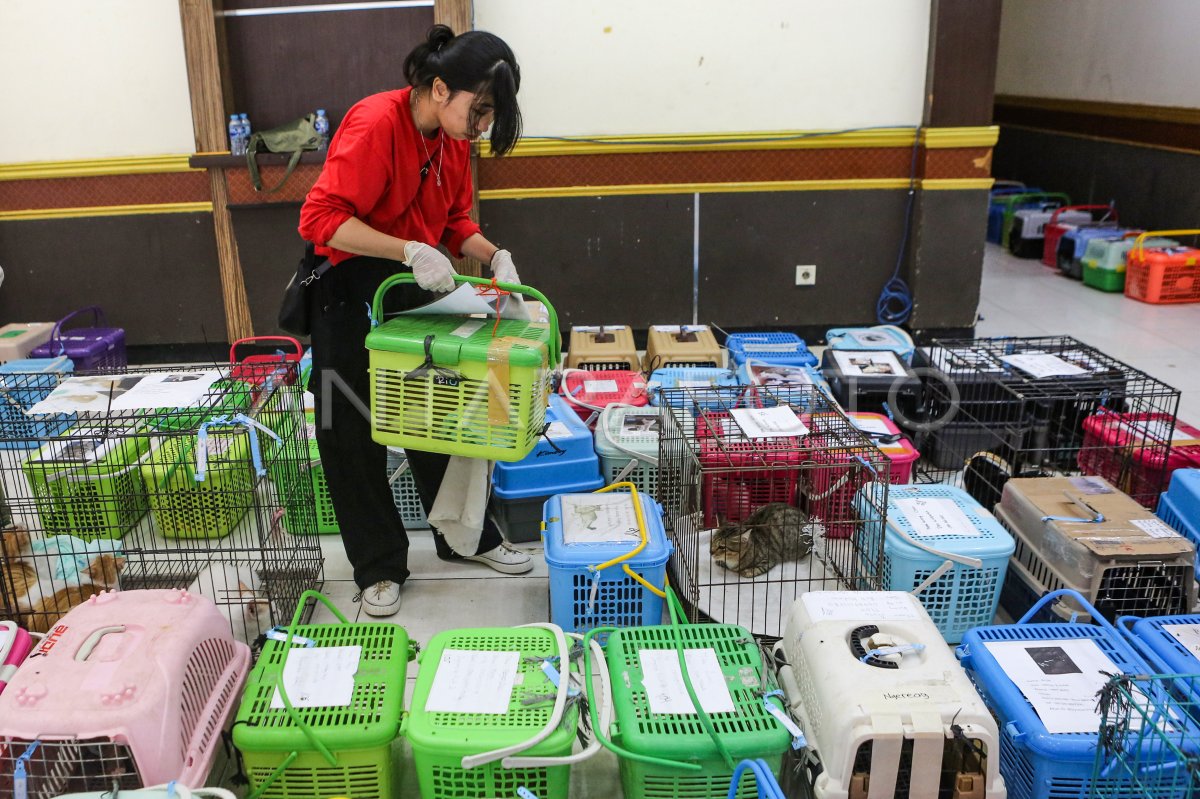 500 Kucing Jalani Sterilisasi Gratis di Jakarta